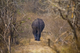 Mammal-AsiaticElephant-DSC01721