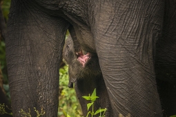 Mammal-AsiaticElephant-DSC0635