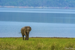 Mammal-AsiaticElephant-DSC2532