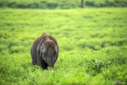 Mammal-AsiaticElephant-DSC3636