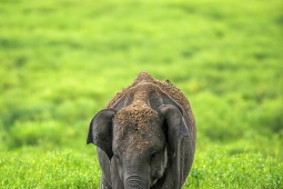 Mammal-AsiaticElephant-DSC3652