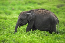 Mammal-AsiaticElephant-DSC3667