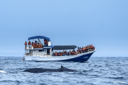 Mammal-BlueWhale-DSC7792