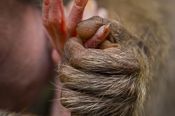 Mammal-BonnetMacaque-DSC3835