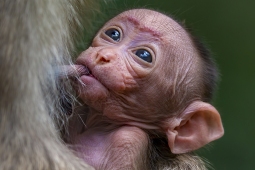 Mammal-BonnetMacaque-DSC3879