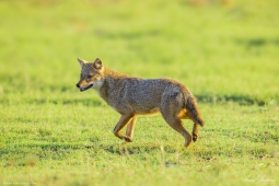 Mammal-GoldenJackal-DSC9542