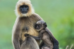 Mammal-GrayLangur-DSC6774