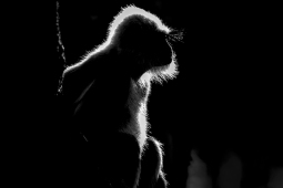 Mammal-GrayLangur-DSC8315