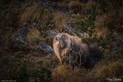 Mammal-HimalayanTahr-DSC4422