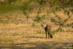 Mammal-IndianFox-DSC8766