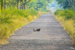 Mammal-IndianGreyMongoose-DSC5781