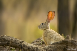 Mammal-IndianHare-DSC8758