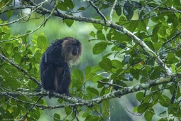 Mammal-Lion-tailedMacaque-DSC0543