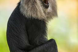 Mammal-Lion-tailedMacaque-DSC9520