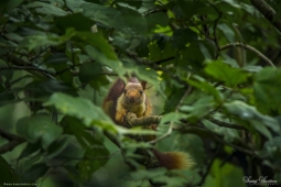 Mammal-MalabarGiantSquirrel-DSC5549