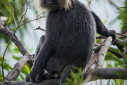 Mammal-NilgiriLangur-DSC1882