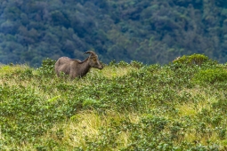 Mammal-NilgiriTahr-DSC00631