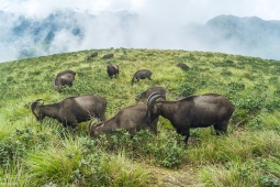 Mammal-NilgiriTahr-DSC00829
