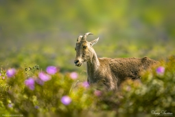 Mammal-NilgiriTahr-DSC0461