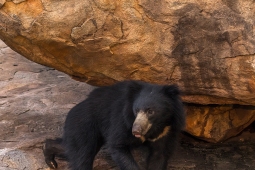 Mammal-SlothBeer-DSC08649