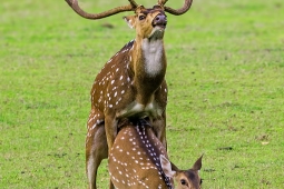 Mammal-SpottedDeer-DSC01601