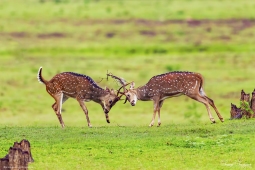 Mammal-SpottedDeer-DSC4451