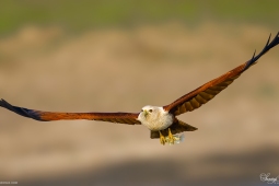 Raptor-BrahminyKite-DSC2733