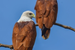 Raptor-BrahminyKite-DSC4550