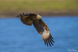 Raptor-BrahminyKite-DSC5727