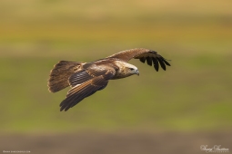 Raptor-BrahminyKite-DSC5733