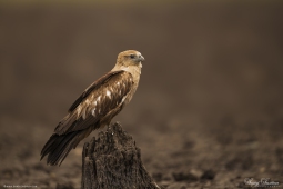 Raptor-BrahminyKite-DSC5950