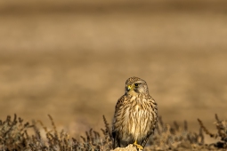 Raptor-CommonKestrel-DSC8966