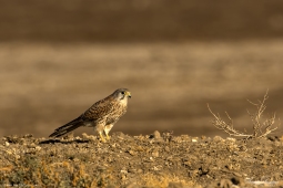 Raptor-CommonKestrel-DSC8995