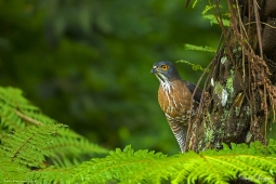 Raptor-CrestedGoshawk-DSC1128