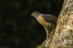 Raptor-CrestedGoshawk-DSC1174