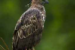 Raptor-CrestedHawkEagle-DSC0264