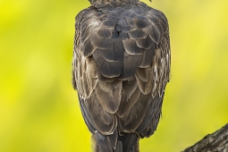 Raptor-CrestedHawkEagle-DSC6618