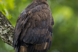 Raptor-CrestedSerpantEagle-DSC4248