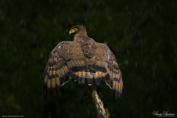 Raptor-CrestedSerpantEagle-DSC5191