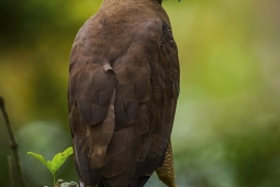 Raptor-CrestedSerpantEagle-DSC6404