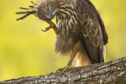 Raptor-CrestedSerpentEagle-DSC6652