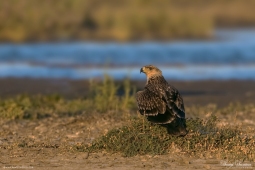 Raptor-ImperialEagle-DSC8821