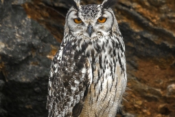 Raptor-IndianEagleOwl-DSC07575