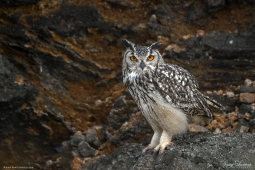 Raptor-IndianEagleOwl-DSC07589