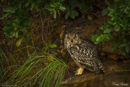 Raptor-IndianEagleOwl-DSC08901