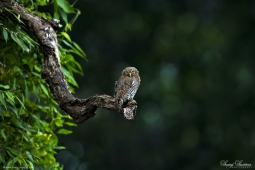 Raptor-JungleOwlet-DSC1171