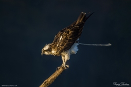 Raptor-Osprey-DSC05756