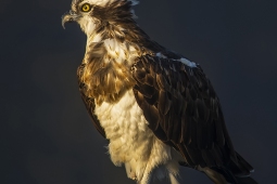 Raptor-Osprey-DSC05757