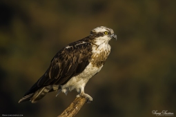 Raptor-Osprey-DSC05827