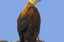 Raptor-PallasFishEagle-DSC1159